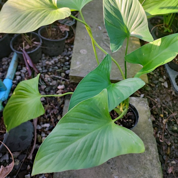 Homalomena Green