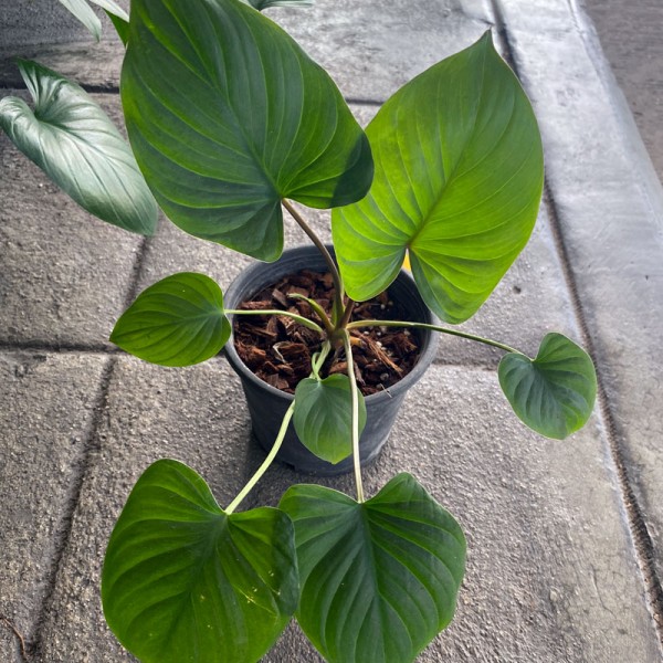 Homalomena Rubescens 