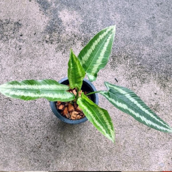 Homalomena Griffithii