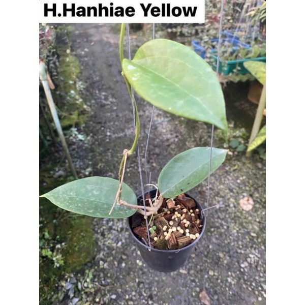 Hoya Hanhiae Yellow