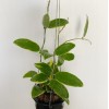 Hoya Acuta Albo