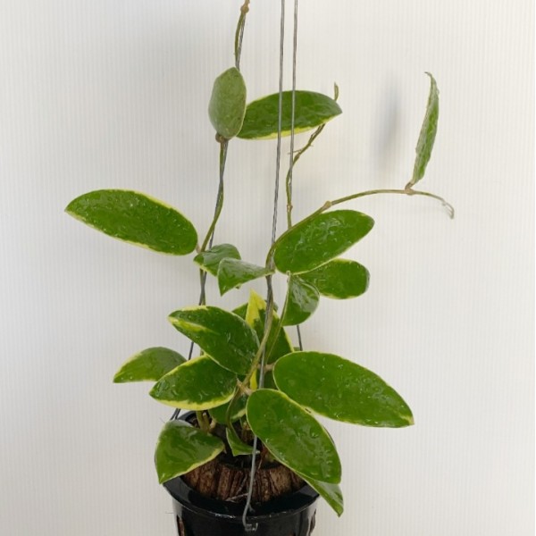 Hoya Acuta Albo