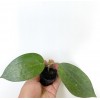 Hoya Latifolia