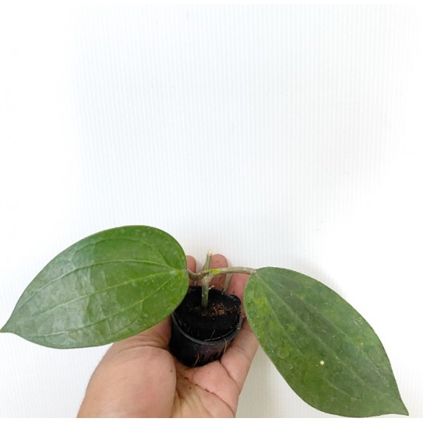 Hoya Latifolia
