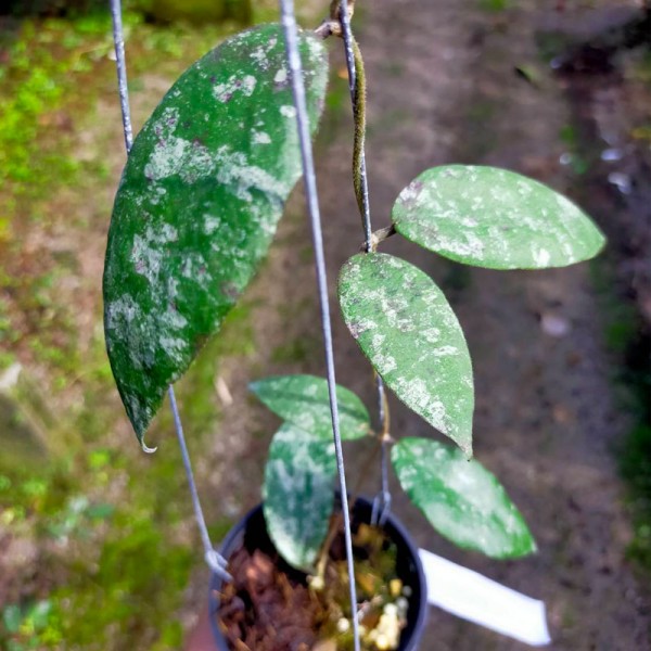 Hoya Caudata Silver Splash
