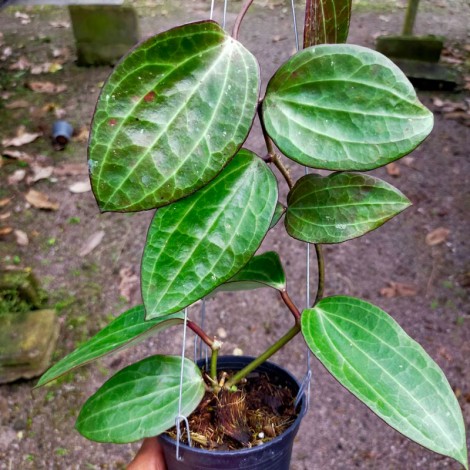 Hoya Clandestina Yellow