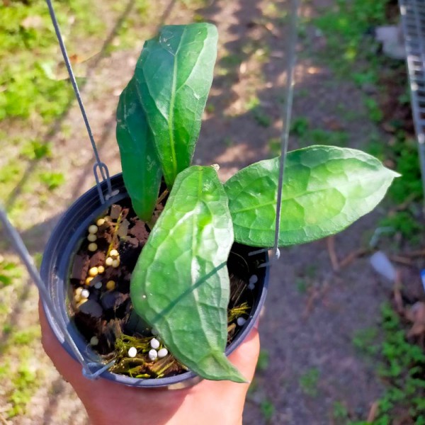 Hoya Clemensiorum