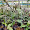 Hoya Caudata Sumatra