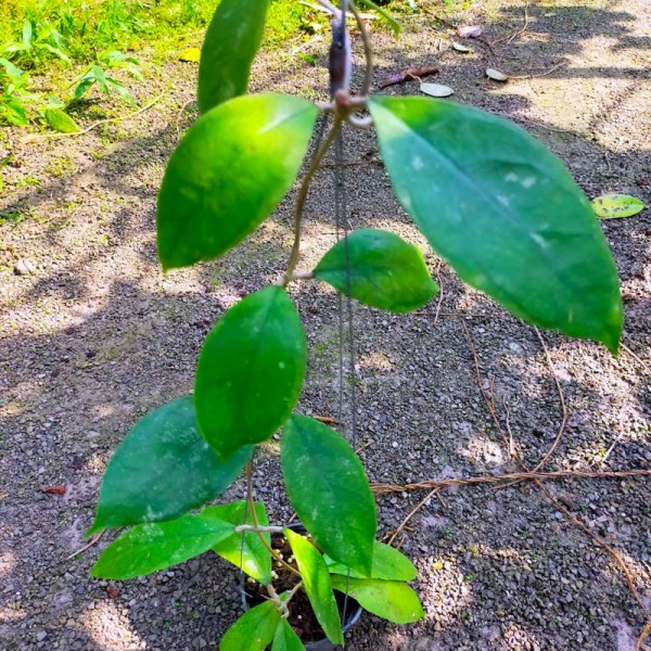 Hoya Finlaysonii Chicken farm