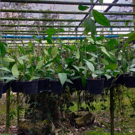Hoya Finlaysonii UT158