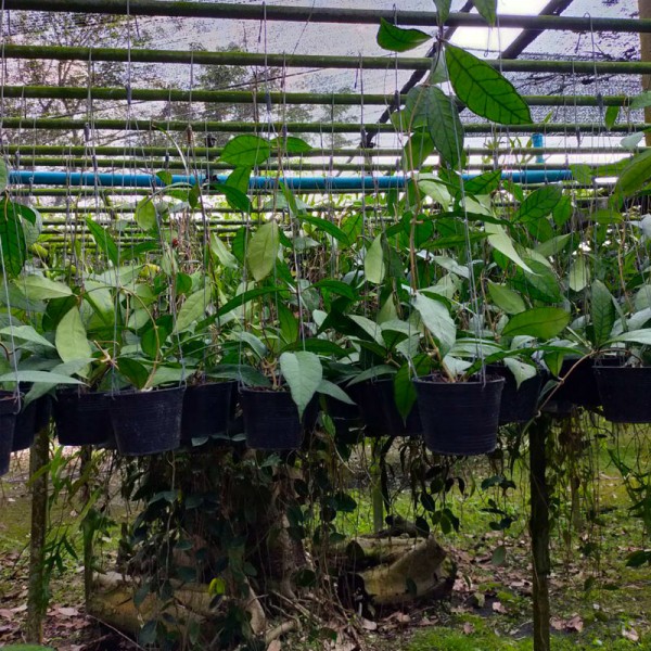 Hoya Finlaysonii UT158