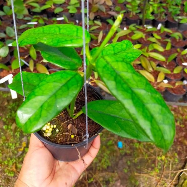 Hoya Globulosa
