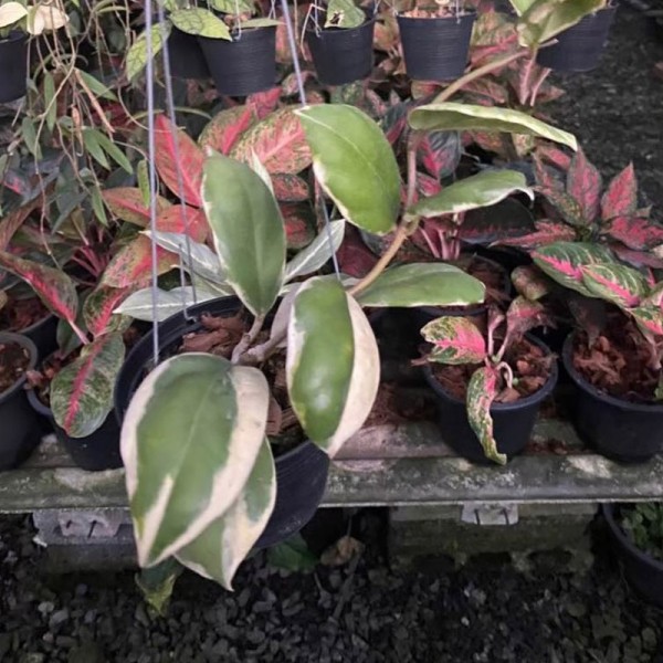 Hoya Incrassata Albo Marginata