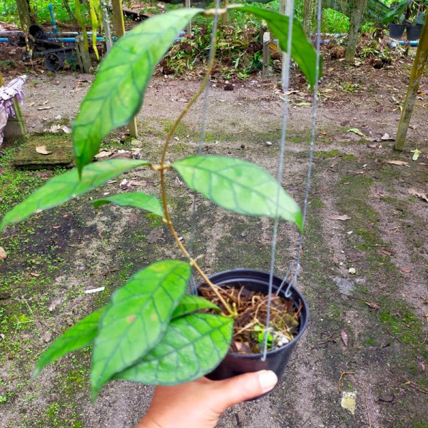 Hoya Kalimantan UT158