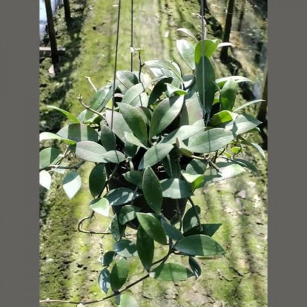 Hoya Sipitangensis
