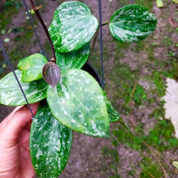 Hoya Macrophylla Snow Queen