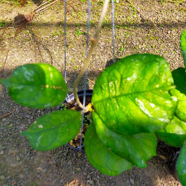 Hoya Sventlana