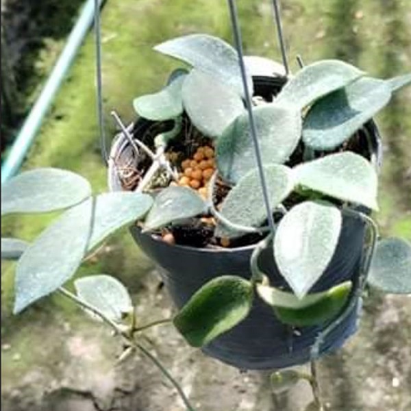 Hoya Thomsonii