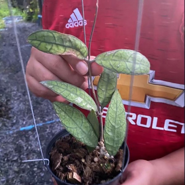 Hoya UT 073
