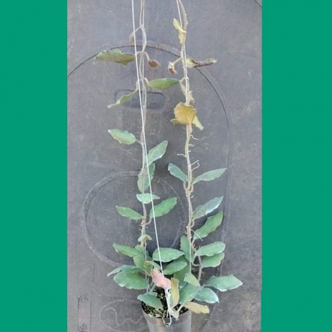 Hoya Waymaniae