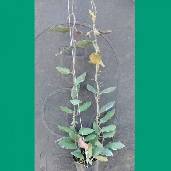Hoya Waymaniae