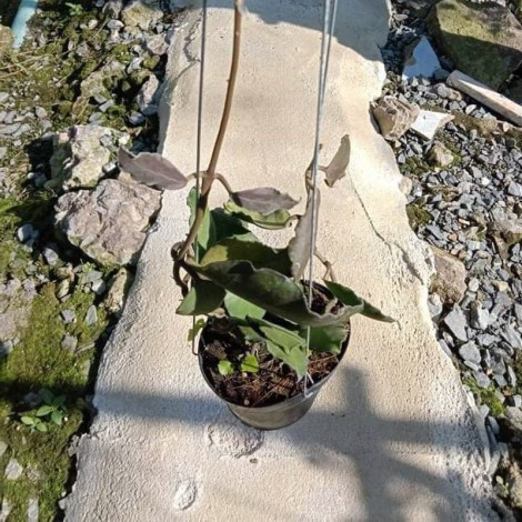 Hoya Waymaniae