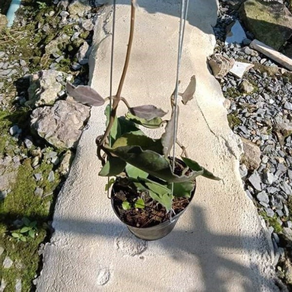 Hoya Waymaniae