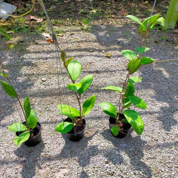 Hoya Irina