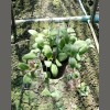 Hoya Sp. GPS 735