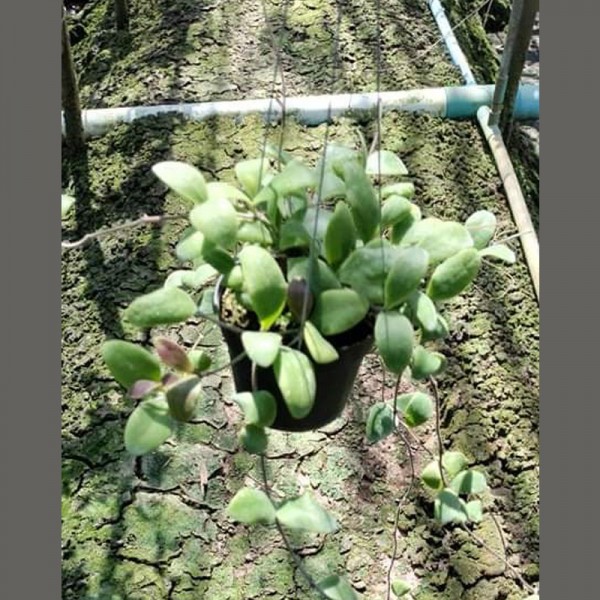 Hoya Sp. GPS 735