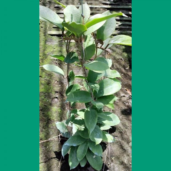 Hoya Bicolor