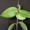 Hoya Aldrichii