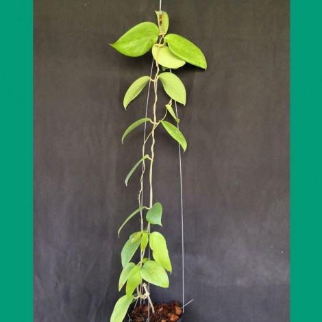 Hoya Aldrichii
