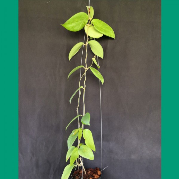 Hoya Aldrichii