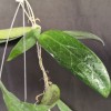 Hoya Amoena