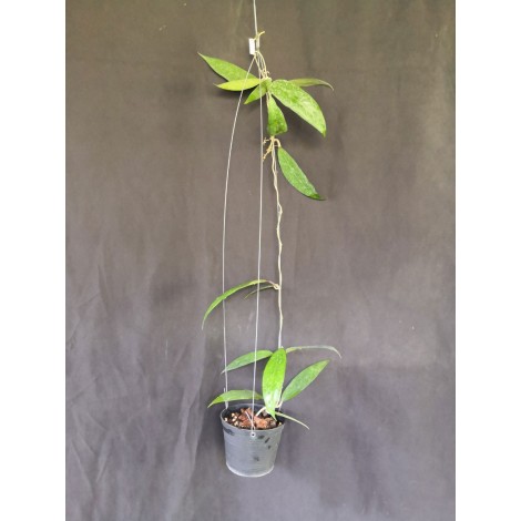 Hoya Amoena