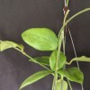 Hoya Anulata