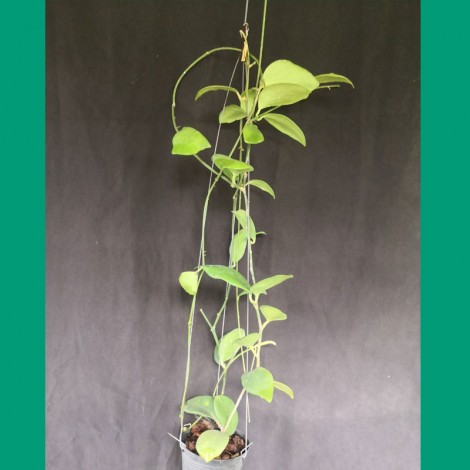 Hoya Anulata