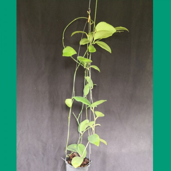 Hoya Anulata