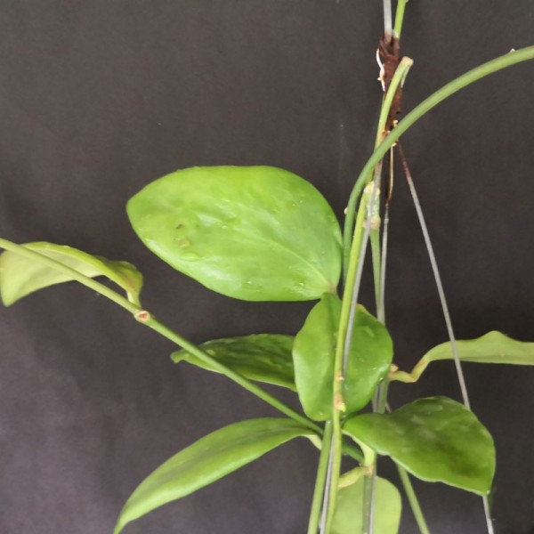 Hoya Anulata
