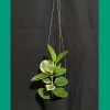 Hoya Australis Albo