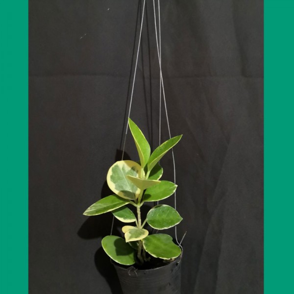 Hoya Australis Albo