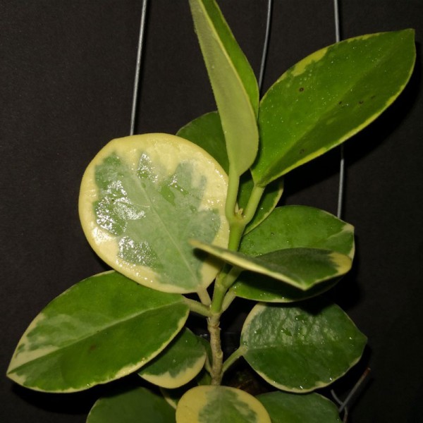 Hoya Australis Albo