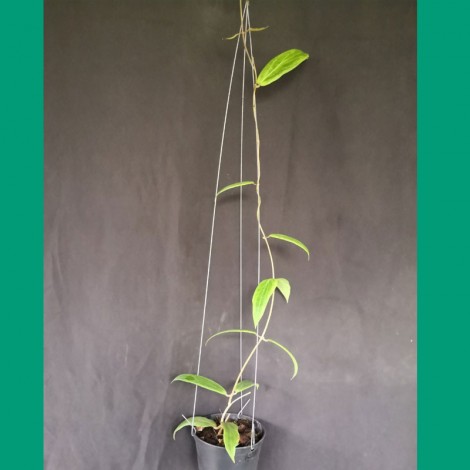 Hoya Bordenii