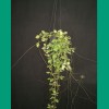 Hoya Brevialata