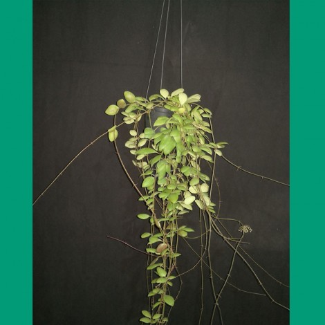 Hoya Brevialata