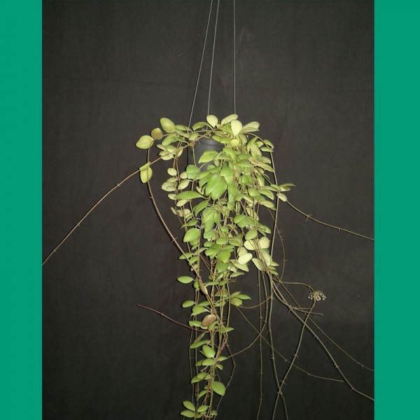 Hoya Brevialata