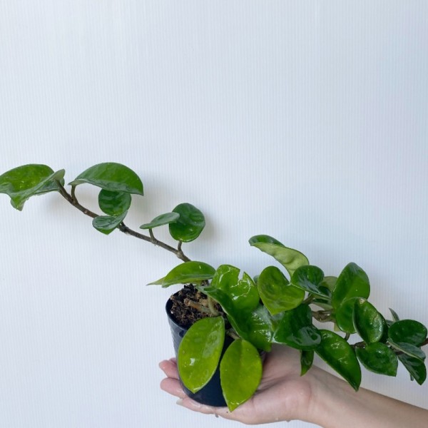 Hoya Carnosa Krinkle '8'