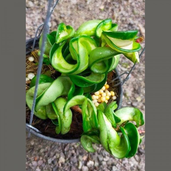 Hoya Compacta Variegated (Inside)