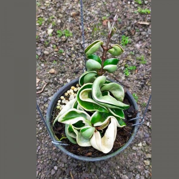 Hoya Compacta Variegated (Ourside)